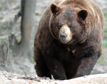 Oswald's Bear Ranch, Bear Ranch, Upper Peninsula Bear Ranch