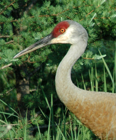 Seney Wildlife Refuge, Seney Refuge